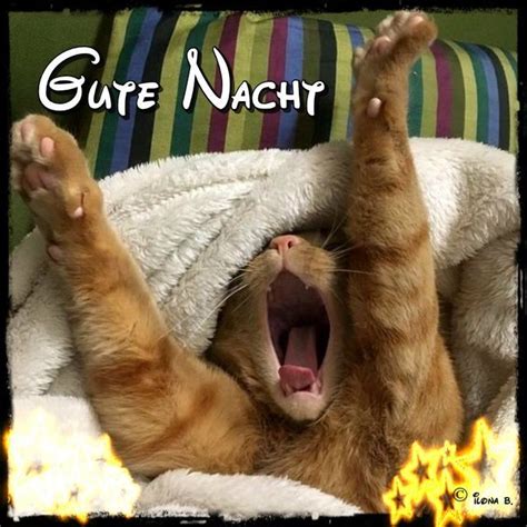 gute nacht bilder lustig